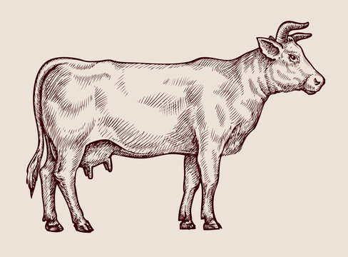 Sketch cow. Hand-drawn vector illustration