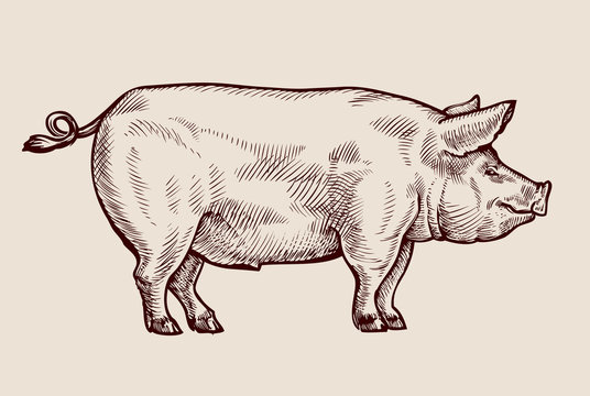 Sketch pig. Hand-drawn vector illustration