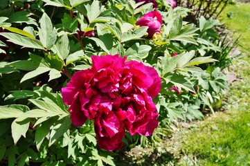 Pink tree peony flower on the bush