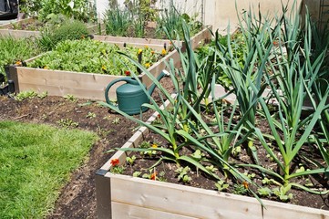 Vegetable garden in raised bed containers