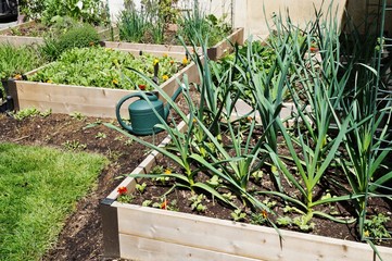 Vegetable garden in raised bed containers