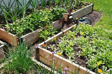 Vegetable garden in raised bed containers