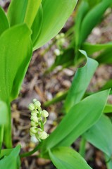 Fragrant Lily of the valley flower bells growing in the woods