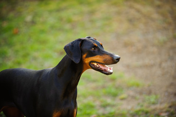 Doberman Pinscher dog with natural ears and black and tan markings