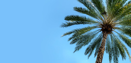 Fototapeta premium Green palm tree on blue sky background with copy space