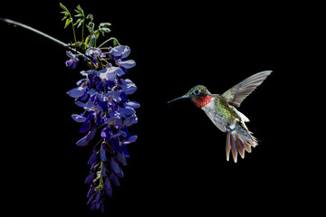 Hummingbird feeding from Acacia Flower