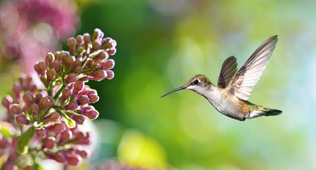 Hummingbird hover in mid-air in the garden panoramic view