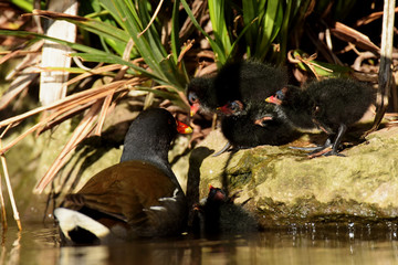 Common Moorhen with Nestlings