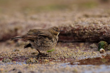 Rock Pipit