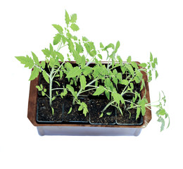 Young plants tomato seedlings in flowerpot isolated