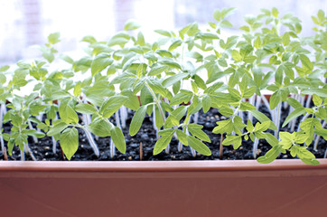 Tomato seedlings on the windowsill