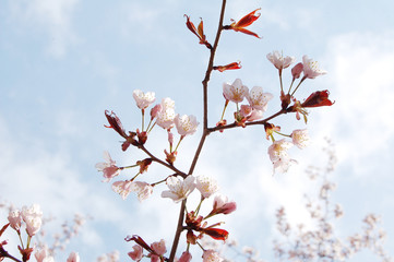 桜　さくら　