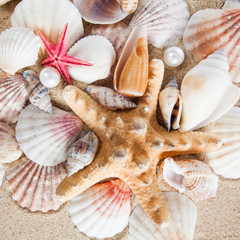 sea shells background