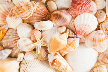 sea shells background