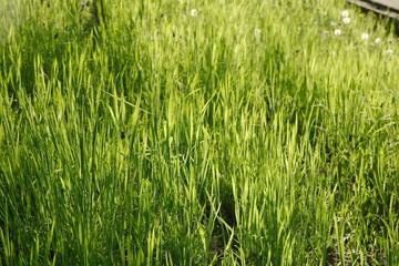 Obraz premium Green Grass Field
