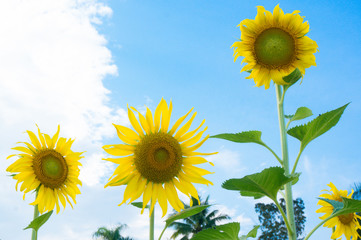 Beautiful sunflower in the field with bright blue sky