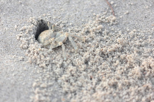 Ghost crab fast and hard to catch