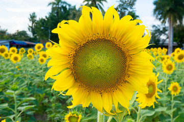 Beautiful sunflower in the field with bright blue sky