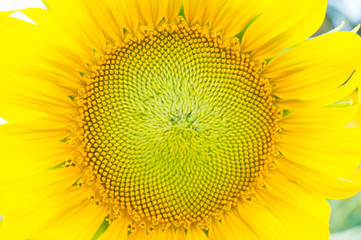 Beautiful sunflower in the field
