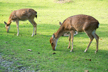 image blur of sika deer