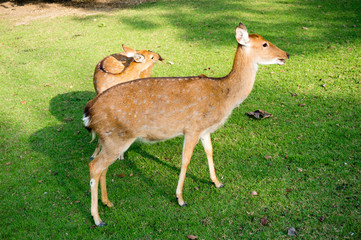 image blur of sika deer