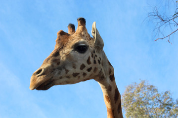 Giraffe photo