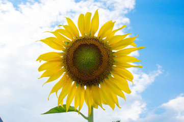 Beautiful sunflower in the field with bright blue sky