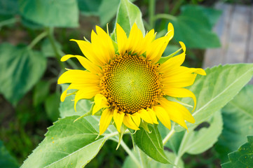 Beautiful sunflower in the field with bright blue sky
