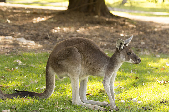 Beautiful kangaroo standing in alert position Perth, Western Australia, Australia