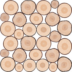 Rings of Tree. Color Vector Illustration.