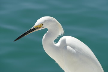 snowy white egret with blue sea as back ground 