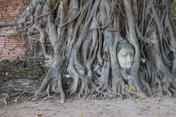 Fototapeta na wymiar Buddha head in tree roots at Wat Mahathat, Ayutthaya, Thailand