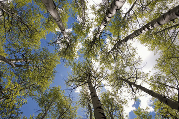 Fototapeta premium Carbon Creek Aspen Grove