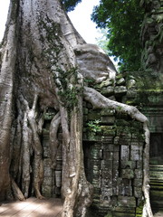 Ta Prohm temple,  Cambodia
