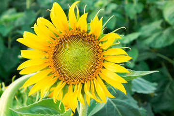 Closeup sunflower, soft and blur focus