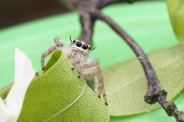 Spider jumping /OLYMPUS DIGITAL CAMERA