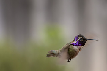 Costas Hummingbird