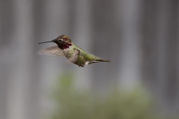Anna's Hummingbird