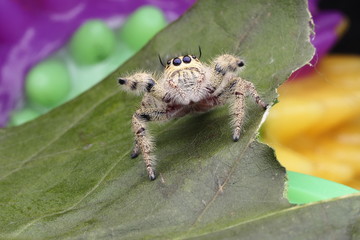 Spider jumping /OLYMPUS DIGITAL CAMERA