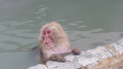 Fototapeta premium Japanese Macaque Onsen Snow Monkey in Hot Spring Eating. 