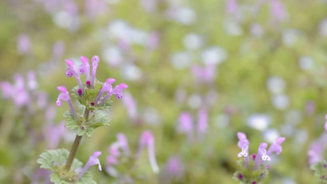 ホトケノザの花のアップ
