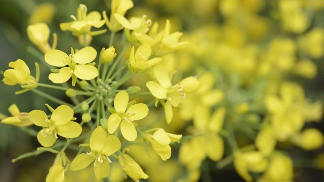 カブの花 Images Browse 19 Stock Photos Vectors And Video Adobe Stock