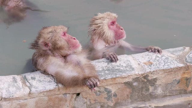 Monkeys in Onsen Hot Spring Scratching Themselves. Japanese Macaque Snow Monkey Cold Weather Mammals.