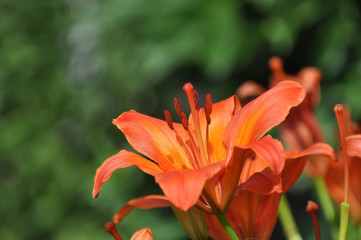 Orange Lily flower closeup