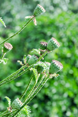 Mature poppy in the garden