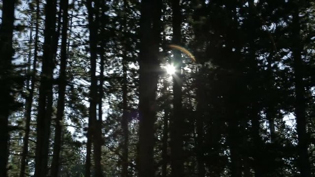 Shot of sunlight shining through pine trees while driving through nature. With lens flare.