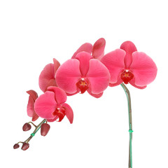 Naklejka na ściany i meble Beautiful orchid isolated on white background
