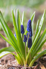 muscari after the rain