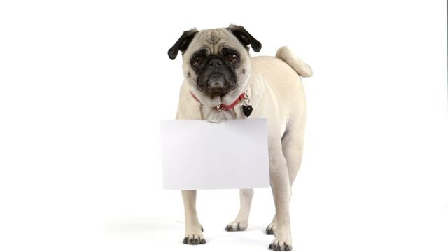 A cute pug dog faces the camera with a blank sign hanging around her neck.