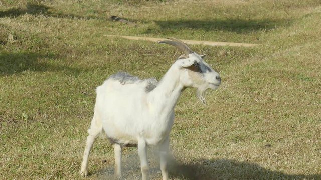 A white goat standing on the farm seems looking for something,Thailand
